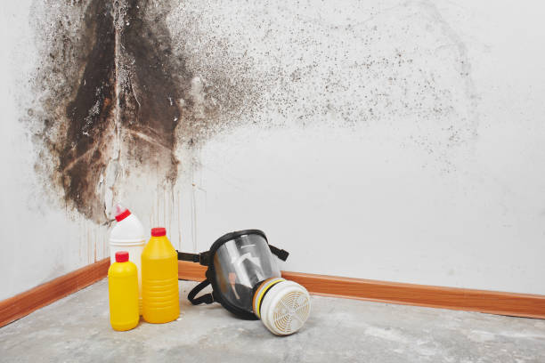 Best Mold Testing  in Dawson, GA