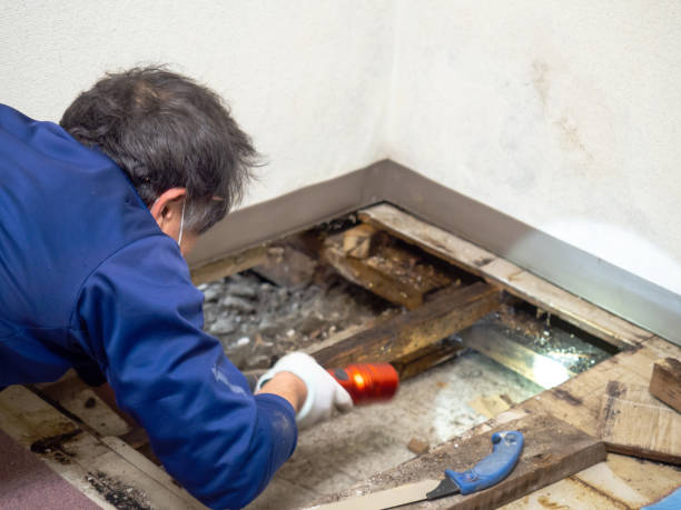 Mold Removal Process in Dawson, GA
