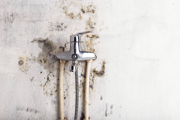 Best Mold Inspection  in Dawson, GA