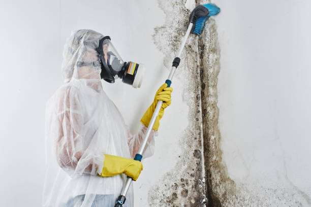 Crawl Space Mold Removal in Dawson, GA