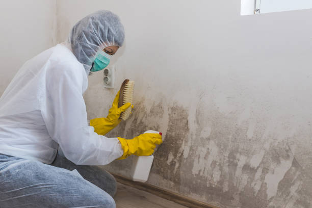 Trusted Dawson, GA Mold Removal Experts