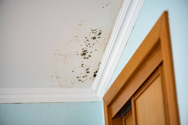 Best Mold Testing  in Dawson, GA