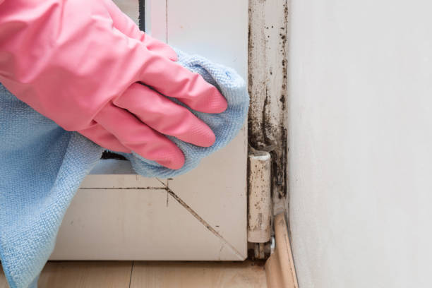 Attic Mold Removal in Dawson, GA
