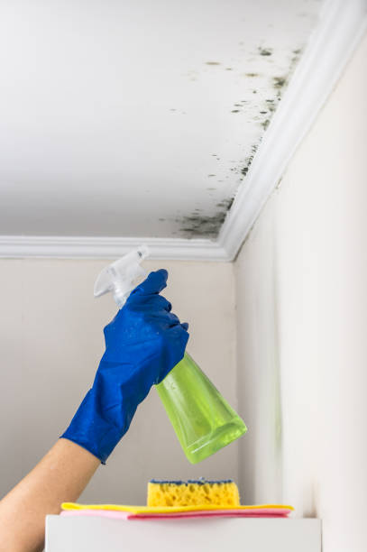 Best Same-Day Mold Removal  in Dawson, GA