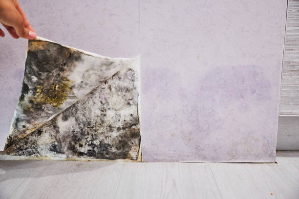 Best Local Mold Removal Service  in Dawson, GA